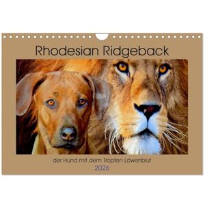 CALVENDO Rhodesian Ridgeback der Hund mit dem Tropfen Löwenblut (Wandkalender 2026 DIN A4 quer), Monatskalender: Rhodesian Ridgeback, afrikanischer Löwenhund ( Tiere) CALVENDO Rhodesian Ridgeback der Hund mit dem Tropfen Löwenblut (Wandkalender 2026 DIN A4 quer), Monatskalender: Rhodesian Ridgeback, afrikanischer Löwenhund ( Tiere)