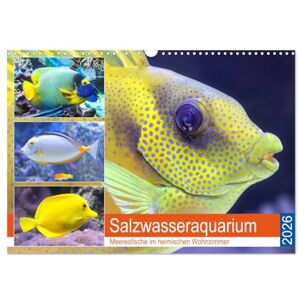 CALVENDO Salzwasseraquarium. Meeresfische im heimischen Wohnzimmer (Wandkalender 2026 DIN A3 quer), Monatskalender: Traumhaft schöne Fische im Meerwasseraquarium ( Tiere) CALVENDO Salzwasseraquarium. Meeresfische im heimischen Wohnzimmer (Wandkalender 2026 DIN A3 quer), Monatskalender: Traumhaft schöne Fische im Meerwasseraquarium ( Tiere)