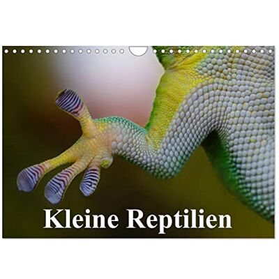 CALVENDO Kalender 2027 · Kleine Reptilien Hübsche Tierchen mit erstaunlichen Fähigkeiten · DIN A4 quer · Wandkalender CALVENDO Kalender 2027 · Kleine Reptilien Hübsche Tierchen mit erstaunlichen Fähigkeiten · DIN A4 quer · Wandkalender