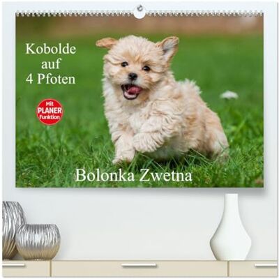 CALVENDO Kalender 2027 · Kobolde auf 4 Pfoten Bolonka Zwetna Lassen Sie sich verzaubern von einer entzückenden Hundefamilie · DIN A2 quer · Premium Wandkalender CALVENDO Kalender 2027 · Kobolde auf 4 Pfoten Bolonka Zwetna Lassen Sie sich verzaubern von einer entzückenden Hundefamilie · DIN A2 quer · Premium Wandkalender