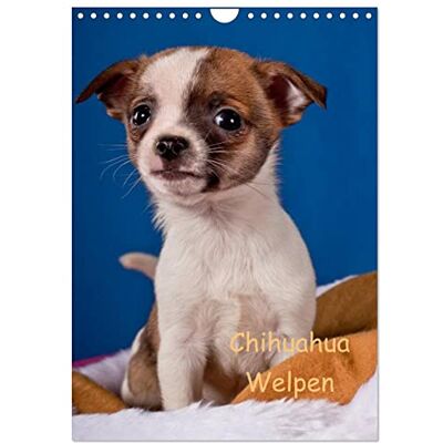 CALVENDO Kalender 2027 · Chihuahua Welpen kleine Schönheiten · DIN A4 hoch · Wandkalender CALVENDO Kalender 2027 · Chihuahua Welpen kleine Schönheiten · DIN A4 hoch · Wandkalender