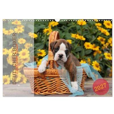 CALVENDO Kalender 2027 · Deutscher Boxer 2027 Jahreskalender 2015 mit 13 Fotos der Hunderasse Deutscher Boxer · DIN A3 quer · Wandkalender CALVENDO Kalender 2027 · Deutscher Boxer 2027 Jahreskalender 2015 mit 13 Fotos der Hunderasse Deutscher Boxer · DIN A3 quer · Wandkalender