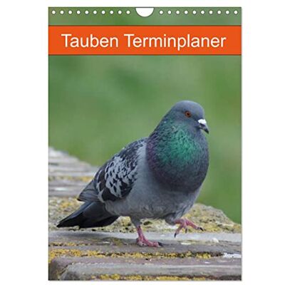 CALVENDO Tauben Terminplaner (Wandkalender 2026 DIN A4 hoch), Monatskalender: Echte Schönheiten ( Tiere) CALVENDO Tauben Terminplaner (Wandkalender 2026 DIN A4 hoch), Monatskalender: Echte Schönheiten ( Tiere)