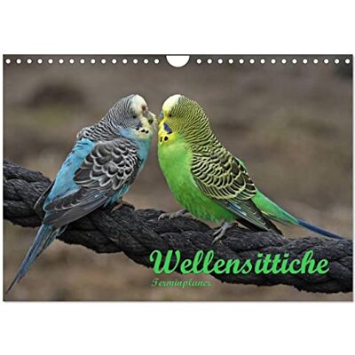CALVENDO Terminplaner Wellensittiche (Wandkalender 2026 DIN A4 quer), Monatskalender: Putzige Piepmätze ( Tiere) CALVENDO Terminplaner Wellensittiche (Wandkalender 2026 DIN A4 quer), Monatskalender: Putzige Piepmätze ( Tiere)