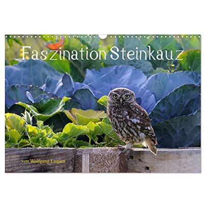 CALVENDO Faszination Steinkauz (Wandkalender 2026 DIN A3 quer), Monatskalender: Einmalige Bilder von Steinkäuzen in freier Natur. ( Tiere) CALVENDO Faszination Steinkauz (Wandkalender 2026 DIN A3 quer), Monatskalender: Einmalige Bilder von Steinkäuzen in freier Natur. ( Tiere)