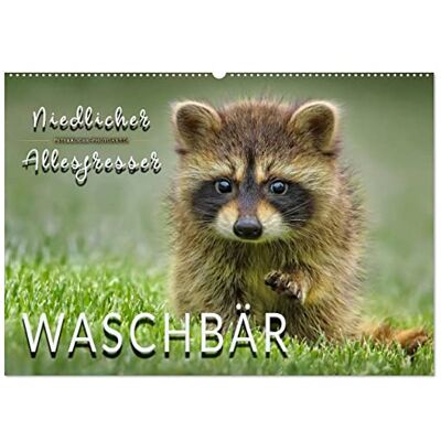 CALVENDO Kalender 2027 · Waschbär Niedlicher Allesfresser Eindrucksvolle Bilder der scheuen Tiere · DIN A2 quer · Wandkalender CALVENDO Kalender 2027 · Waschbär Niedlicher Allesfresser Eindrucksvolle Bilder der scheuen Tiere · DIN A2 quer · Wandkalender
