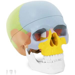 physa Skull Model - colourful