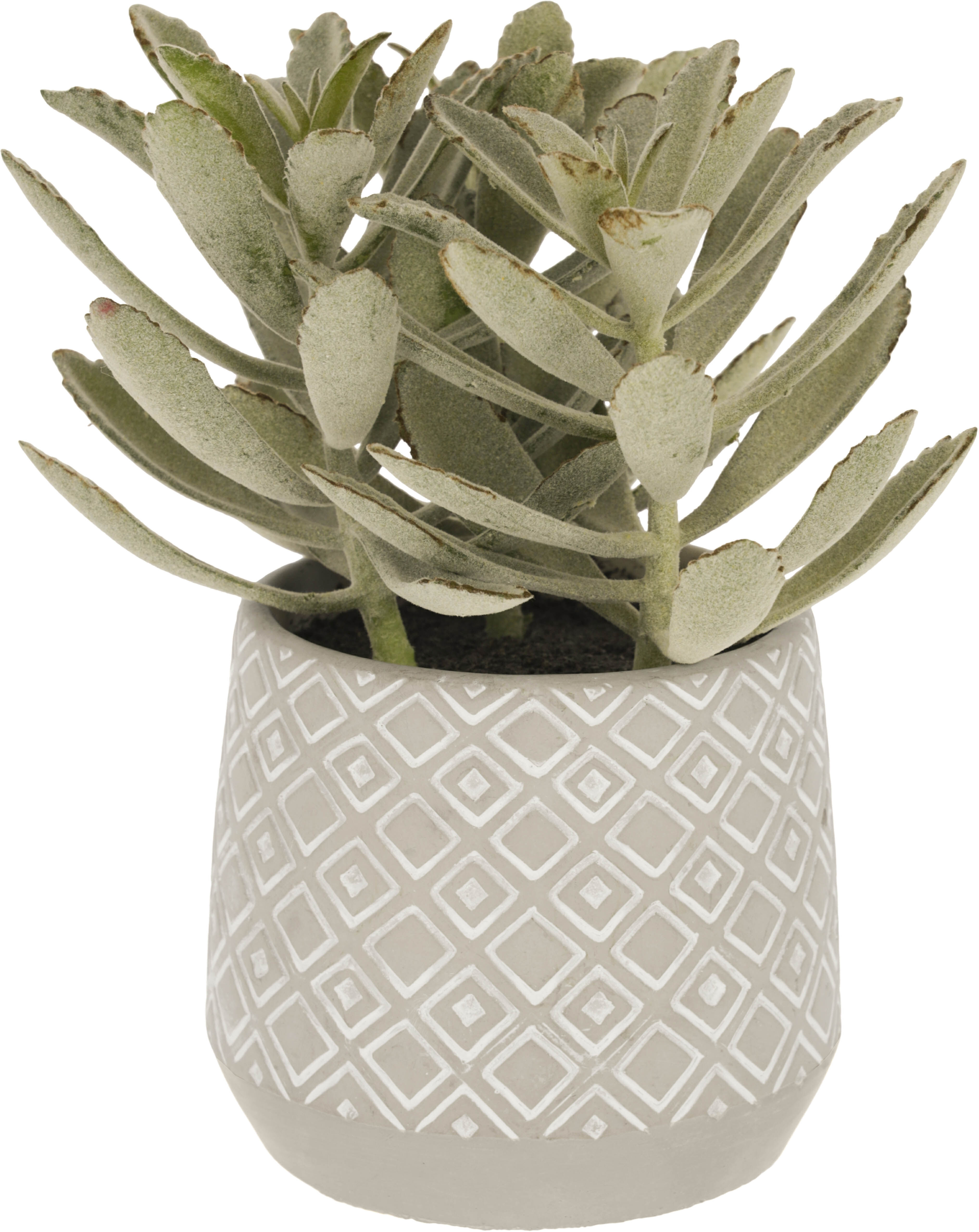 Kave Home Kalanchoe tomentosa artificial plant