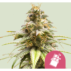 Royal Queen Seeds Cannabis Seeds Chocolate Haze Feminized 1 Pcs Royal Queen Seeds Cannabis Seeds Chocolate Haze Feminized 1 Pcs
