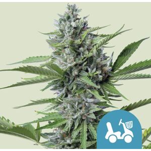Royal Queen Seeds Cannabis Seeds Fast Eddy Auto (High ) 5 Pcs Royal Queen Seeds Cannabis Seeds Fast Eddy Auto (High ) 5 Pcs