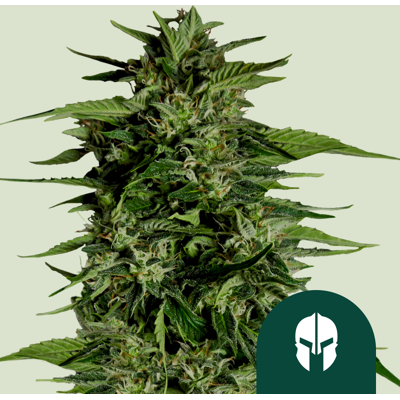 Royal Queen Seeds Cannabis Seeds Hyperion F1 Auto 5 Pcs Royal Queen Seeds Cannabis Seeds Hyperion F1 Auto 5 Pcs