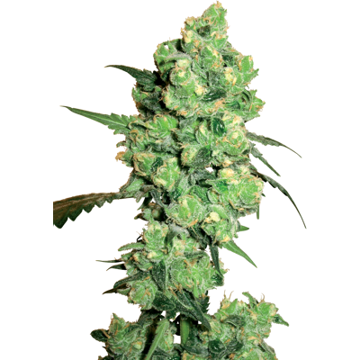 White Label Super Skunk Feminized Seeds - Indica, High Yield White Label Super Skunk Feminized Seeds - Indica, High Yield