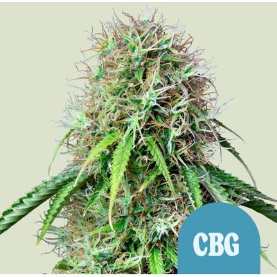 Royal Queen Seeds Goliath Auto High CBD - Cannabis Seeds Royal Queen Seeds Goliath Auto High CBD - Cannabis Seeds
