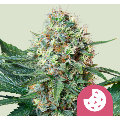 Royal Queen Seeds Cannabis Seeds Royal Cookies Feminized 5 Pcs Royal Queen Seeds Cannabis Seeds Royal Cookies Feminized 5 Pcs
