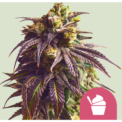 Royal Queen Seeds Sundae Driver Feminizada - Seeds Royal Queen Seeds Sundae Driver Feminizada - Seeds