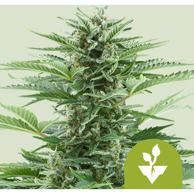 Royal Queen Seeds Cannabis Seeds Easy Bud Auto 3 Pcs Royal Queen Seeds Cannabis Seeds Easy Bud Auto 3 Pcs