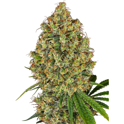 Sensi Seeds Cannabis Seeds Ak-420 Feminized By White Label, 3-10 Pcs 10 Pcs Sensi Seeds Cannabis Seeds Ak-420 Feminized By White Label, 3-10 Pcs 10 Pcs