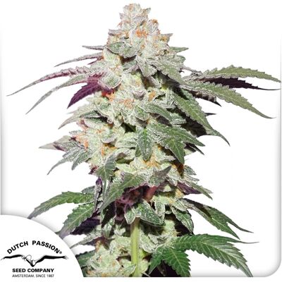 Dutch Passion Cannabis Seeds Skywalker Haze Feminized 3 Pcs Dutch Passion Cannabis Seeds Skywalker Haze Feminized 3 Pcs