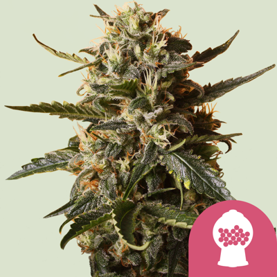 Royal Queen Seeds Cannabis Seeds Bubblegum Xl Feminized 1 Pcs Royal Queen Seeds Cannabis Seeds Bubblegum Xl Feminized 1 Pcs