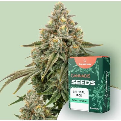 Canntropy Critical Jack - Seed Collection Canntropy Critical Jack - Seed Collection
