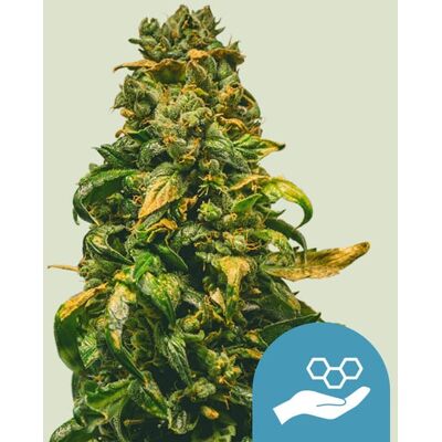 Royal Queen Seeds Cannabis Seeds Solomatic Auto (High ) 3 Pcs Royal Queen Seeds Cannabis Seeds Solomatic Auto (High ) 3 Pcs