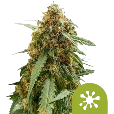 Royal Queen Seeds Cannabis Seeds Sticky Queen Auto 5 Pcs Royal Queen Seeds Cannabis Seeds Sticky Queen Auto 5 Pcs