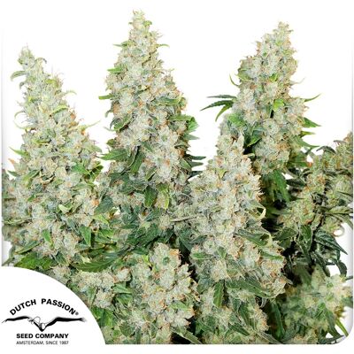 Dutch Passion Cannabis Seeds Auto Think Different Autoflowering 3 Pcs Dutch Passion Cannabis Seeds Auto Think Different Autoflowering 3 Pcs