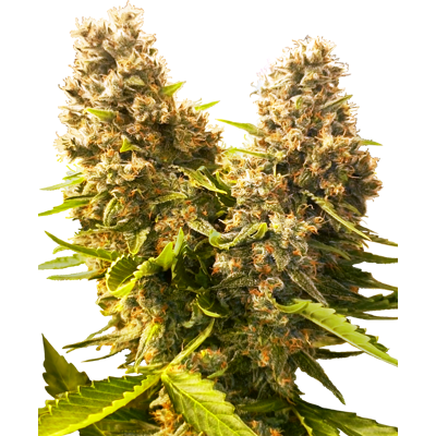 Sensi Seeds Cannabis Seeds Banana Kush Cake Automatic Feminized, 3-10 Pcs 3 Pcs Sensi Seeds Cannabis Seeds Banana Kush Cake Automatic Feminized, 3-10 Pcs 3 Pcs