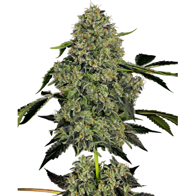 Sensi Seeds Cannabis Seeds Og Kush Automatic Feminized By White Label, 3-10 Pcs 10 Pcs Sensi Seeds Cannabis Seeds Og Kush Automatic Feminized By White Label, 3-10 Pcs 10 Pcs