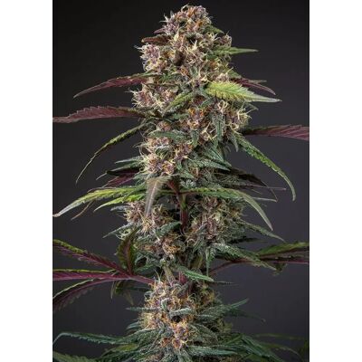 Dutch Passion Cannabis Seeds Auto Blackberry Kush® Autoflowering 3 Pcs Dutch Passion Cannabis Seeds Auto Blackberry Kush® Autoflowering 3 Pcs