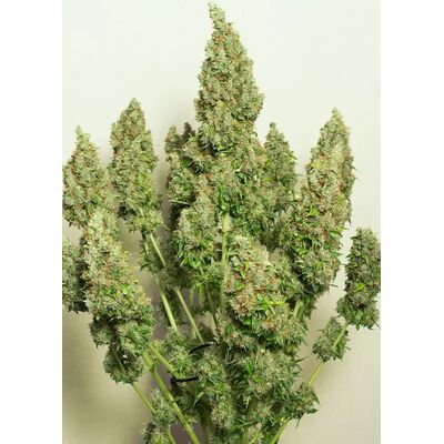 Dutch Passion Cannabis Seeds Auto Mazar® Autoflowering 7 Pcs Dutch Passion Cannabis Seeds Auto Mazar® Autoflowering 7 Pcs