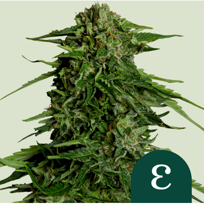 Royal Queen Seeds Cannabis Seeds Epsilon F1 Auto 5 Pcs Royal Queen Seeds Cannabis Seeds Epsilon F1 Auto 5 Pcs