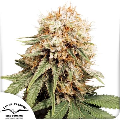 Dutch Passion Cannabis Seeds White Widow Feminized 5 Pcs Dutch Passion Cannabis Seeds White Widow Feminized 5 Pcs