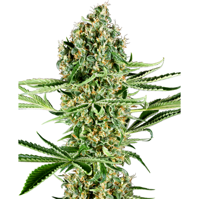 Sensi Seeds Cannabis Seeds Critical Runtz Feminized, 3-10 Pcs 10 Pcs Sensi Seeds Cannabis Seeds Critical Runtz Feminized, 3-10 Pcs 10 Pcs