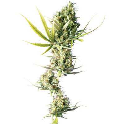 Sensi Seeds Durban Feminized Cannabis Seeds - 3 to 10 Units Sensi Seeds Durban Feminized Cannabis Seeds - 3 to 10 Units