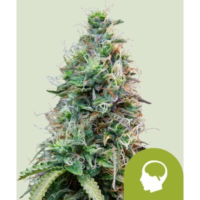 Royal Queen Seeds Amnesia Haze Auto - Marijuana Seeds - Autoflowering Royal Queen Seeds Amnesia Haze Auto - Marijuana Seeds - Autoflowering