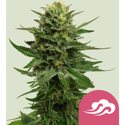 Royal Queen Seeds Cannabis Seeds Blue Mystic Feminized 5 Pcs Royal Queen Seeds Cannabis Seeds Blue Mystic Feminized 5 Pcs