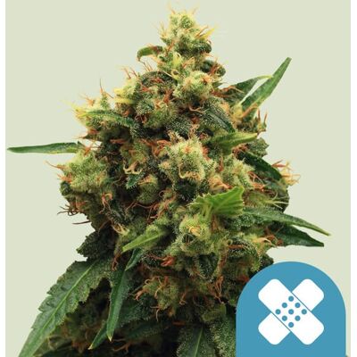 Royal Queen Seeds Cannabis Seeds Painkiller Xl Feminized (High ) 3 Pcs Royal Queen Seeds Cannabis Seeds Painkiller Xl Feminized (High ) 3 Pcs