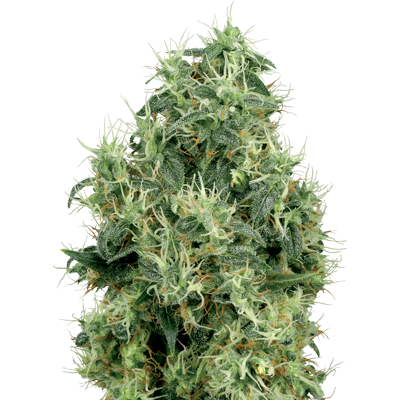 Sensi Seeds Cannabis Seeds White Gold Feminized By White Label, 3-10 Pcs 10 Pcs Sensi Seeds Cannabis Seeds White Gold Feminized By White Label, 3-10 Pcs 10 Pcs