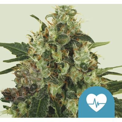 Royal Queen Seeds Cannabis Seeds Medical Mass Feminized (High ) 3 Pcs Royal Queen Seeds Cannabis Seeds Medical Mass Feminized (High ) 3 Pcs
