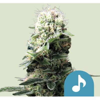 Royal Queen Seeds Cannabis Seeds Dance World Feminized (High ) 10 Pcs Royal Queen Seeds Cannabis Seeds Dance World Feminized (High ) 10 Pcs