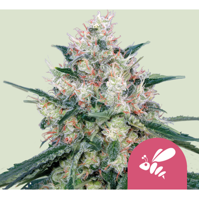 Royal Queen Seeds BlueBlack x Maple Leaf Indica x White Rhino - Feminized Cannabis Seeds Royal Queen Seeds BlueBlack x Maple Leaf Indica x White Rhino - Feminized Cannabis Seeds