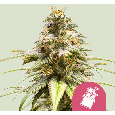 Royal Queen Seeds Cannabis Seeds Chocolate Haze Feminized 5 Pcs Royal Queen Seeds Cannabis Seeds Chocolate Haze Feminized 5 Pcs