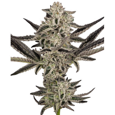 Sensi Seeds Cannabis Seeds Purple Pickle Autoflowering 5+2 Pcs Sensi Seeds Cannabis Seeds Purple Pickle Autoflowering 5+2 Pcs