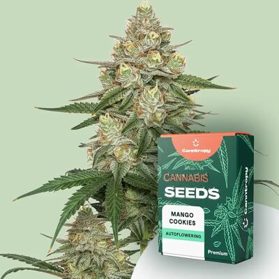 Canntropy Seeds Mango Cookies (Feminized) 3 Pcs Canntropy Seeds Mango Cookies (Feminized) 3 Pcs