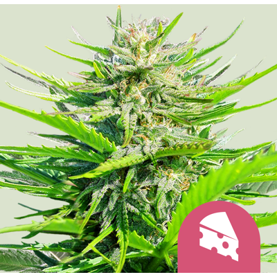 Royal Queen Seeds Cannabis Seeds Royal Cheese - Fast Feminized 5 Pcs Royal Queen Seeds Cannabis Seeds Royal Cheese - Fast Feminized 5 Pcs