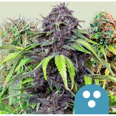 Royal Queen Seeds Cannabis Seeds Mix 5 Pcs Royal Queen Seeds Cannabis Seeds Mix 5 Pcs