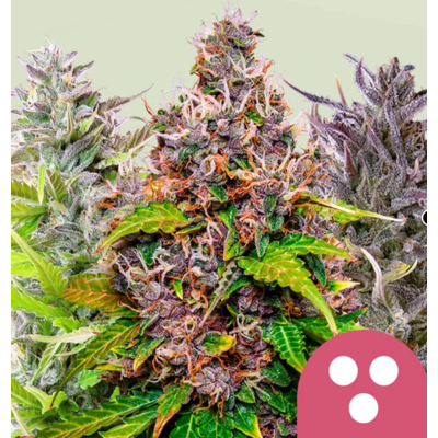 Royal Queen Seeds Cannabis Seeds Feminized Mix 5 Pcs Royal Queen Seeds Cannabis Seeds Feminized Mix 5 Pcs