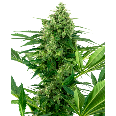 Sensi Seeds Cannabis Seeds Banana Frosting Feminized, 3-10 Pcs 5 Pcs Sensi Seeds Cannabis Seeds Banana Frosting Feminized, 3-10 Pcs 5 Pcs