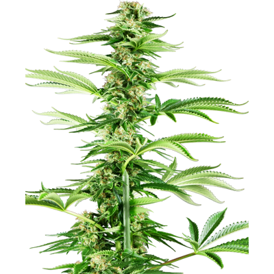 Sensi Seeds Cannabis Seeds Honey Melon Haze Feminized, 3-10 Pcs 5 Pcs Sensi Seeds Cannabis Seeds Honey Melon Haze Feminized, 3-10 Pcs 5 Pcs